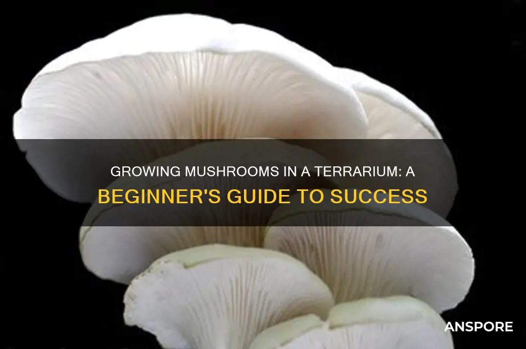can you grow mushrooms in a terrarium