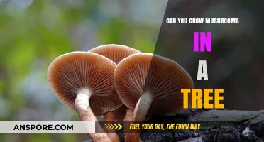 Growing Mushrooms in Trees: A Guide to Arboreal Fungiculture