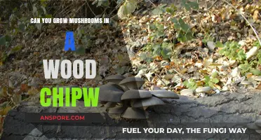 Growing Mushrooms in Wood Chips: A Beginner's Guide to Success