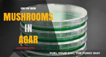Growing Mushrooms in Agar: A Beginner's Guide to Mycelium Cultivation