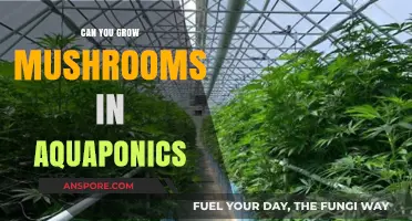 Growing Mushrooms in Aquaponics: Innovative Techniques for Sustainable Farming