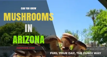 Growing Mushrooms in Arizona: Tips for Desert Fungus Cultivation