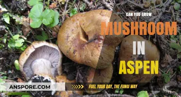 Growing Mushrooms in Aspen: Tips, Techniques, and Best Practices