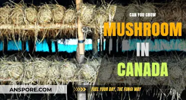 Growing Mushrooms in Canada: Tips for a Successful Harvest