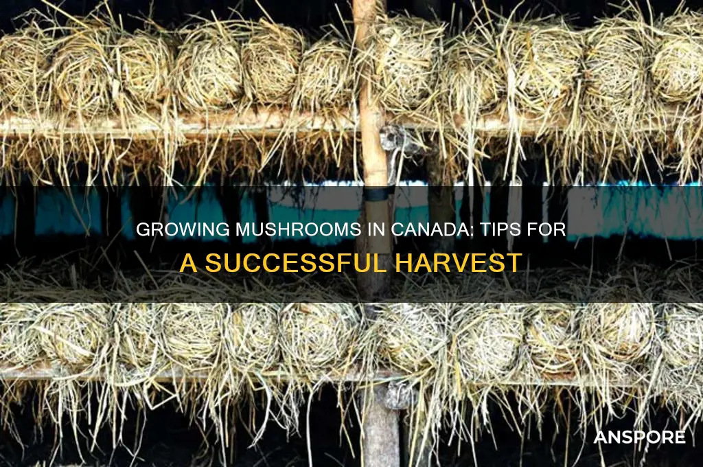 can you grow mushrooms in canada