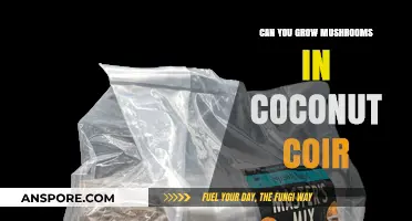 Growing Mushrooms in Coconut Coir: A Sustainable Substrate Solution