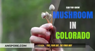Growing Mushrooms in Colorado: Climate, Tips, and Best Varieties