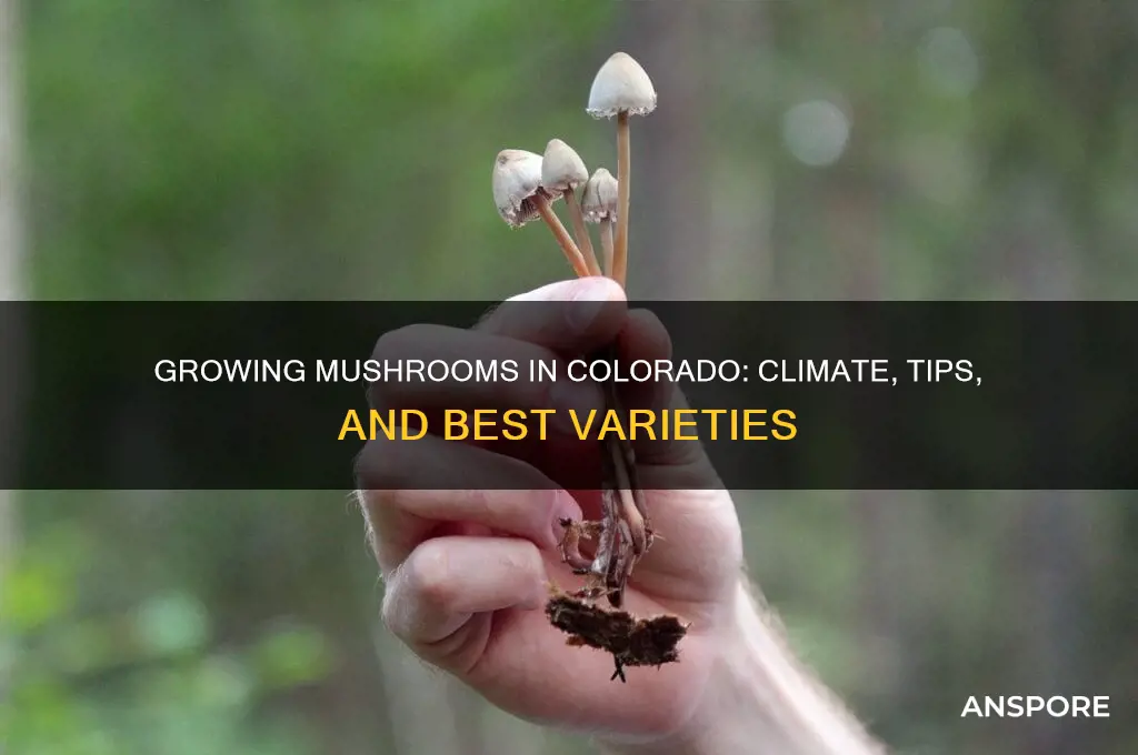 can you grow mushrooms in colorado