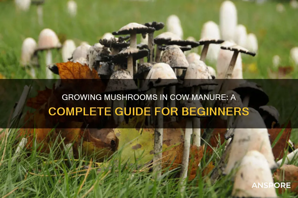 can you grow mushrooms in cow shit
