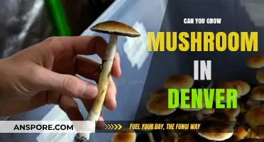 Growing Mushrooms in Denver: Tips for a Successful Harvest