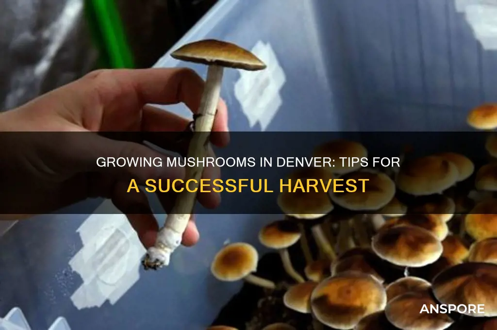 can you grow mushrooms in denver