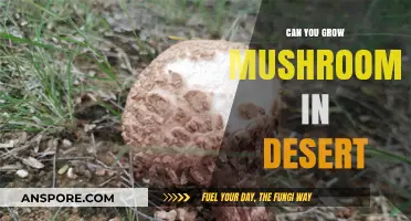 Growing Mushrooms in Arid Climates: Desert Cultivation Possibilities Explored