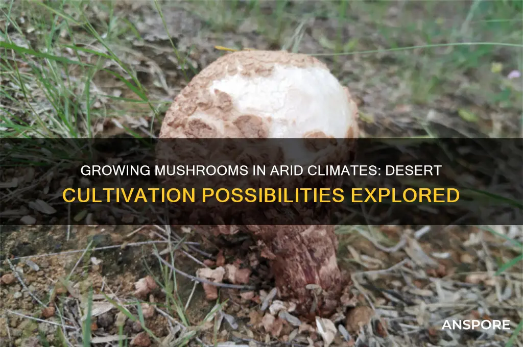 can you grow mushrooms in desert