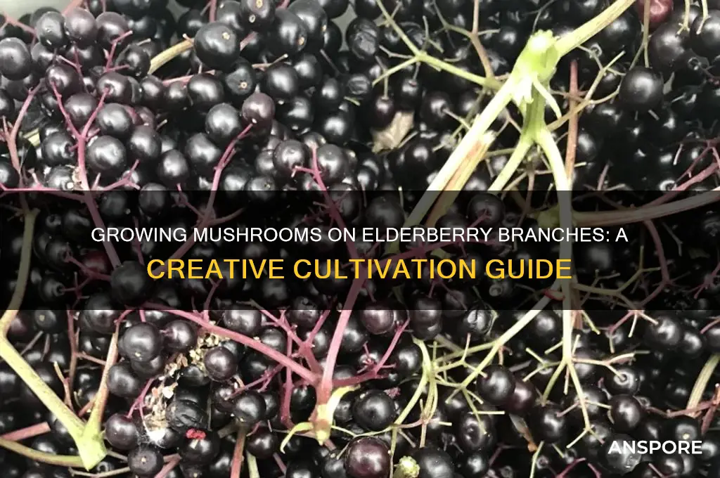 can you grow mushrooms in elderberry braches