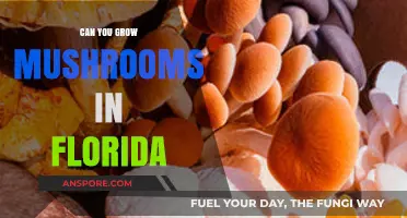 Growing Mushrooms in Florida: Climate, Tips, and Best Varieties
