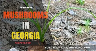 Growing Mushrooms in Georgia: Tips for a Successful Harvest