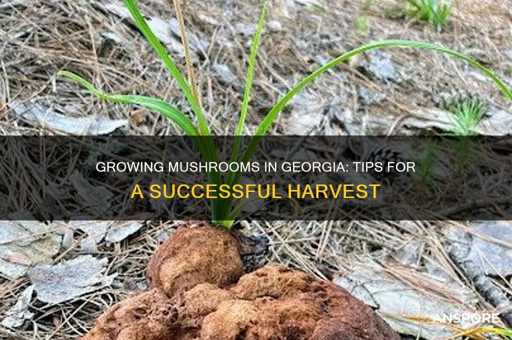 can you grow mushrooms in georgia