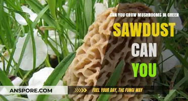 Growing Mushrooms in Green Sawdust: A Sustainable Cultivation Guide