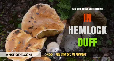 Growing Mushrooms in Hemlock Duff: Benefits, Risks, and Best Practices