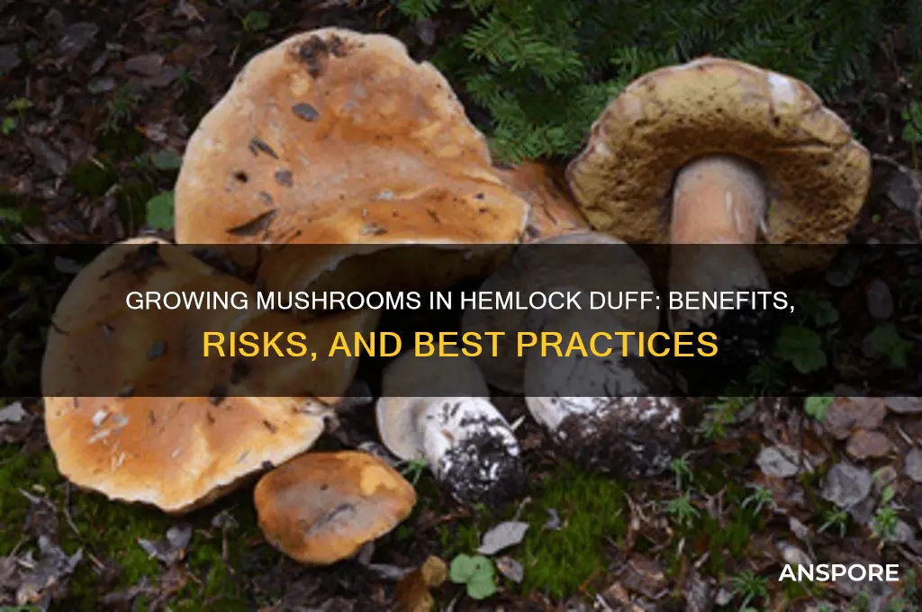 can you grow mushrooms in hemlock duff