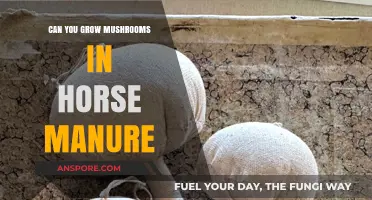 Growing Mushrooms in Horse Manure: A Beginner's Guide to Success