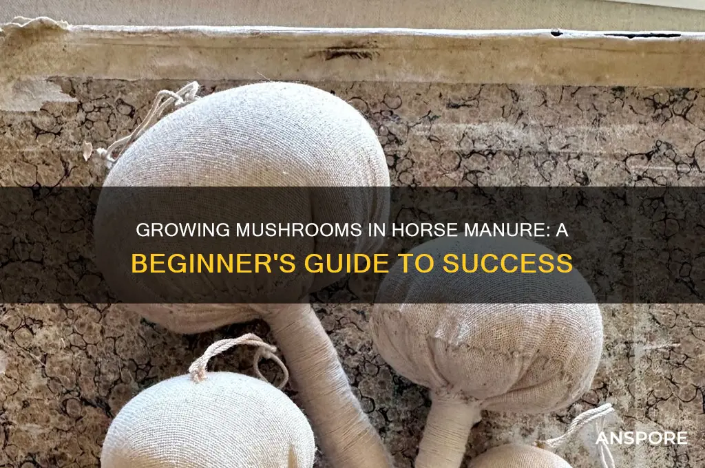 can you grow mushrooms in horse manure