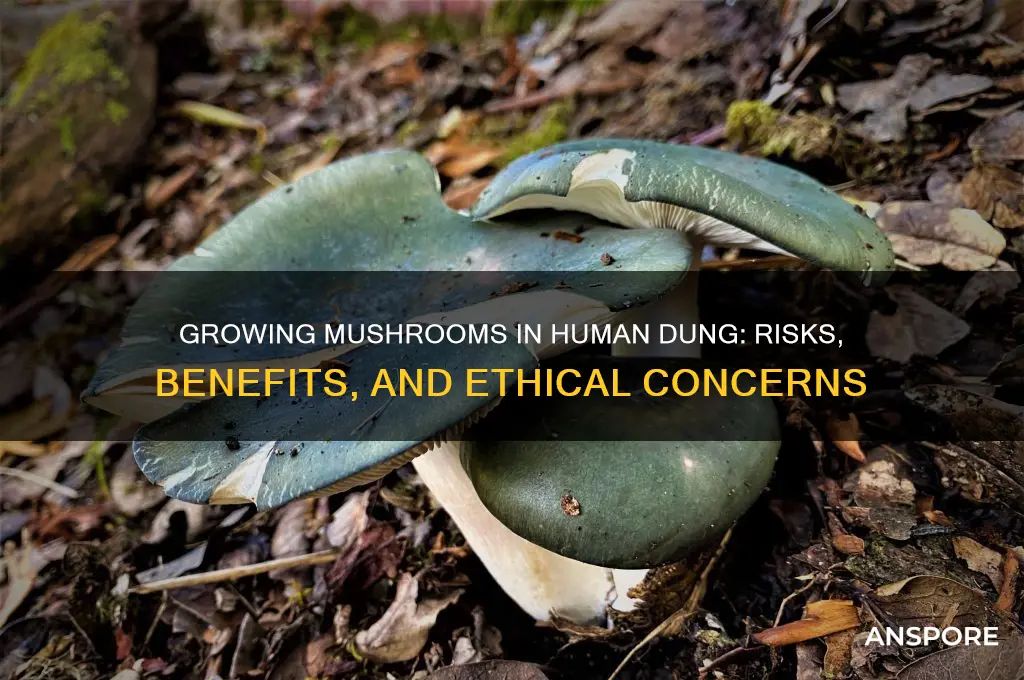 can you grow mushrooms in human dung