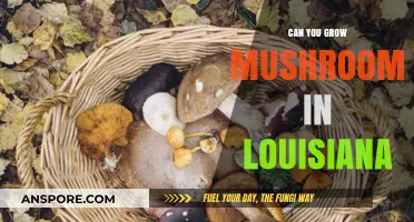 Growing Mushrooms in Louisiana: Climate, Tips, and Best Varieties