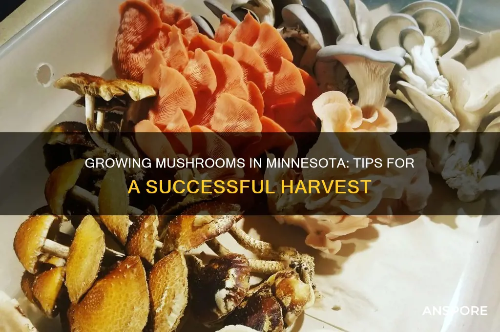 can you grow mushrooms in minnesota