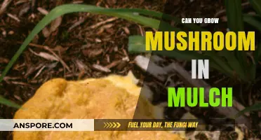 Growing Mushrooms in Mulch: A Simple Guide for Gardeners