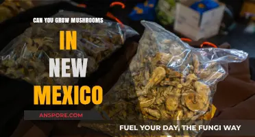Growing Mushrooms in New Mexico: Climate, Tips, and Best Varieties