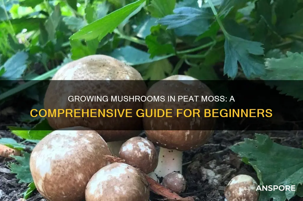 can you grow mushrooms in peat moss