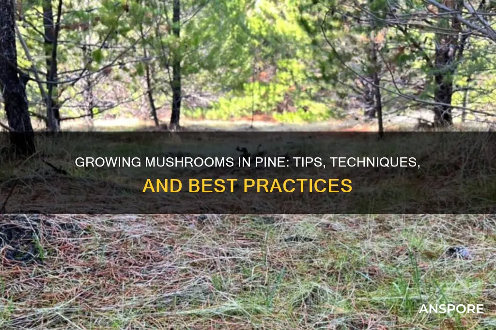 can you grow mushrooms in pine