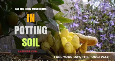 Growing Mushrooms in Potting Soil: A Beginner's Guide to Success