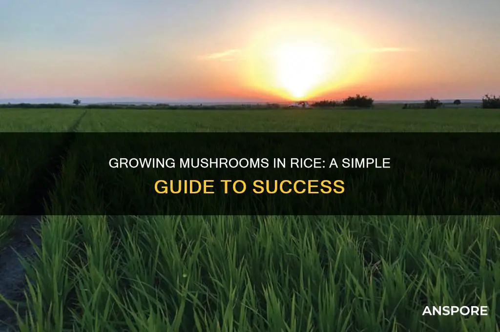 can you grow mushrooms in rice