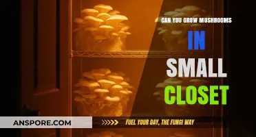 Growing Mushrooms in a Small Closet: A Space-Saving Guide