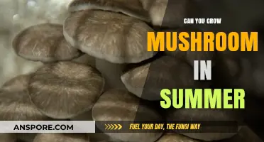 Summer Mushroom Cultivation: Tips for Growing Fungi in Warm Weather