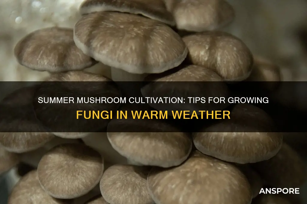 can you grow mushrooms in summer