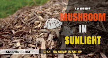 Growing Mushrooms in Sunlight: Myth or Feasible Practice?