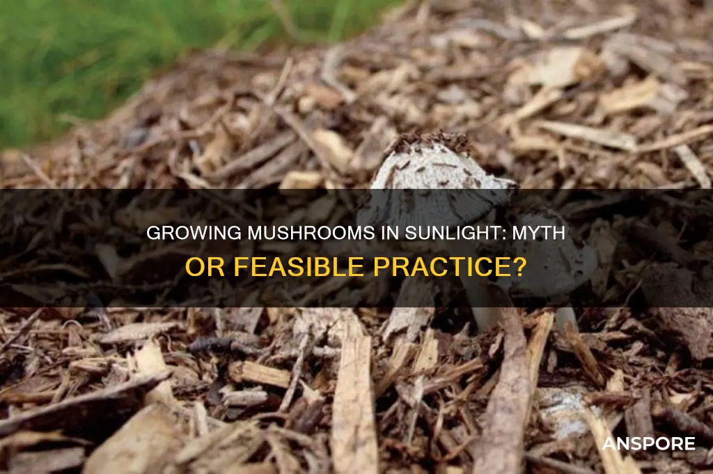 can you grow mushrooms in sunlight