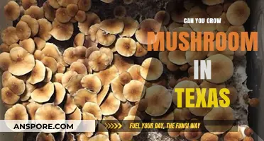 Growing Mushrooms in Texas: Climate, Tips, and Best Varieties