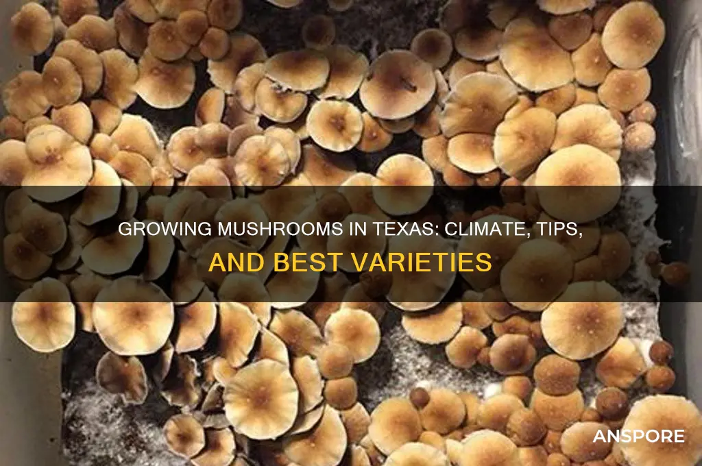 can you grow mushrooms in texas