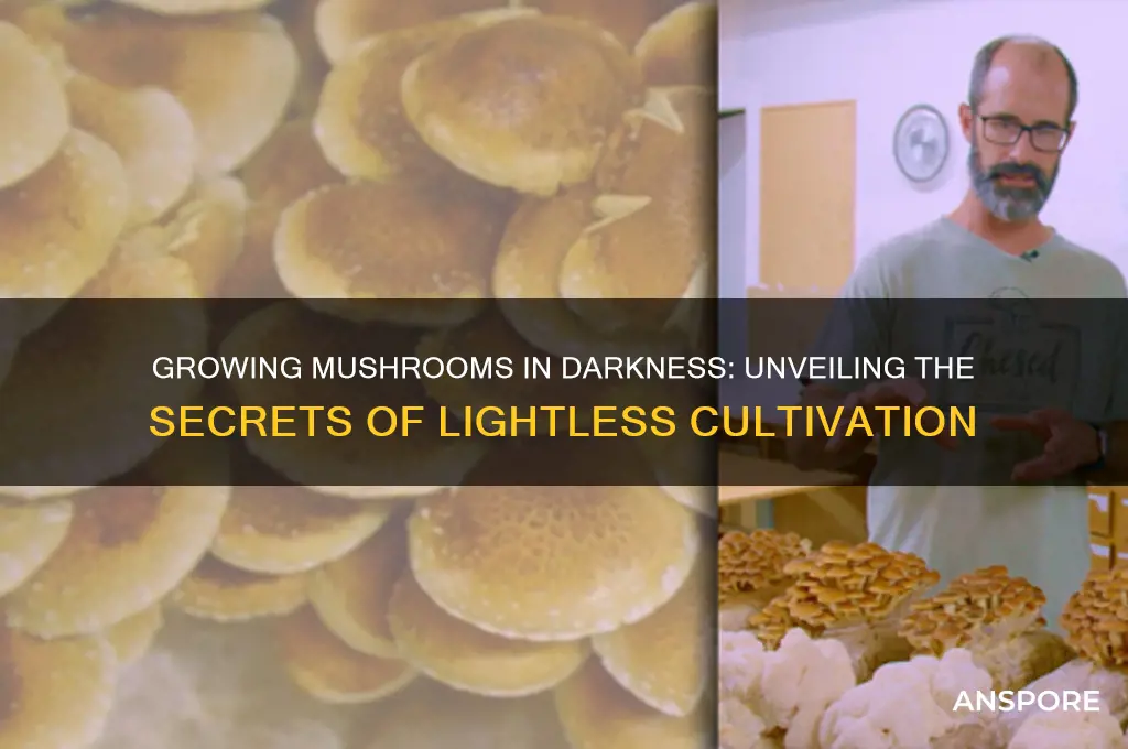 can you grow mushrooms in the dark