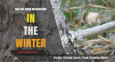 Winter Mushroom Cultivation: Tips for Growing Fungi in Cold Months