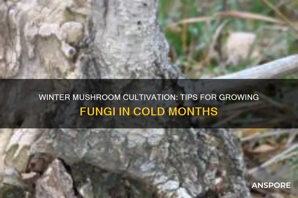 can you grow mushrooms in the winter
