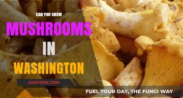 Growing Mushrooms in Washington: Tips for a Successful Harvest