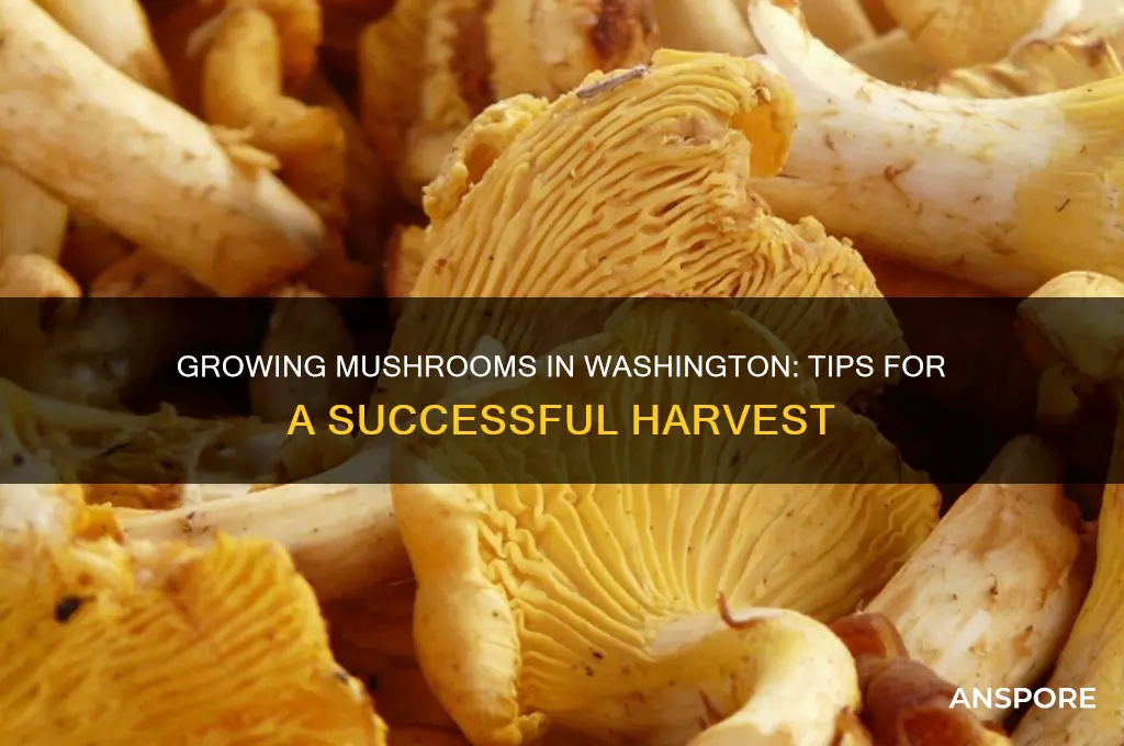 can you grow mushrooms in washington