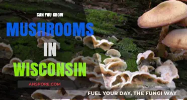 Growing Mushrooms in Wisconsin: Tips for a Successful Harvest
