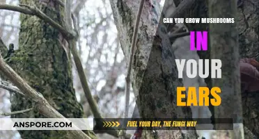 Can Mushrooms Grow in Your Ears? Debunking Myths and Facts
