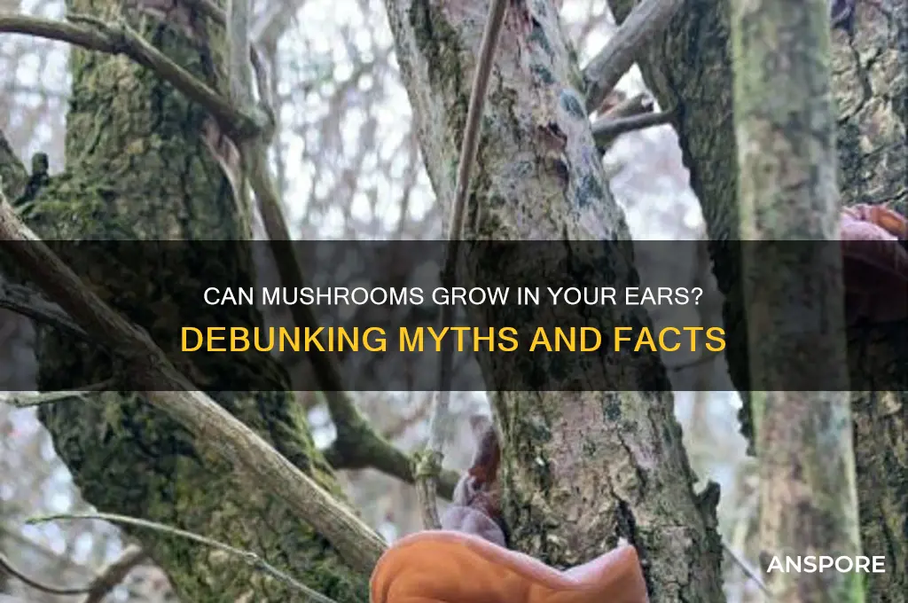 can you grow mushrooms in your ears